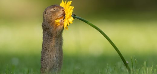 суслик нюхает цветок