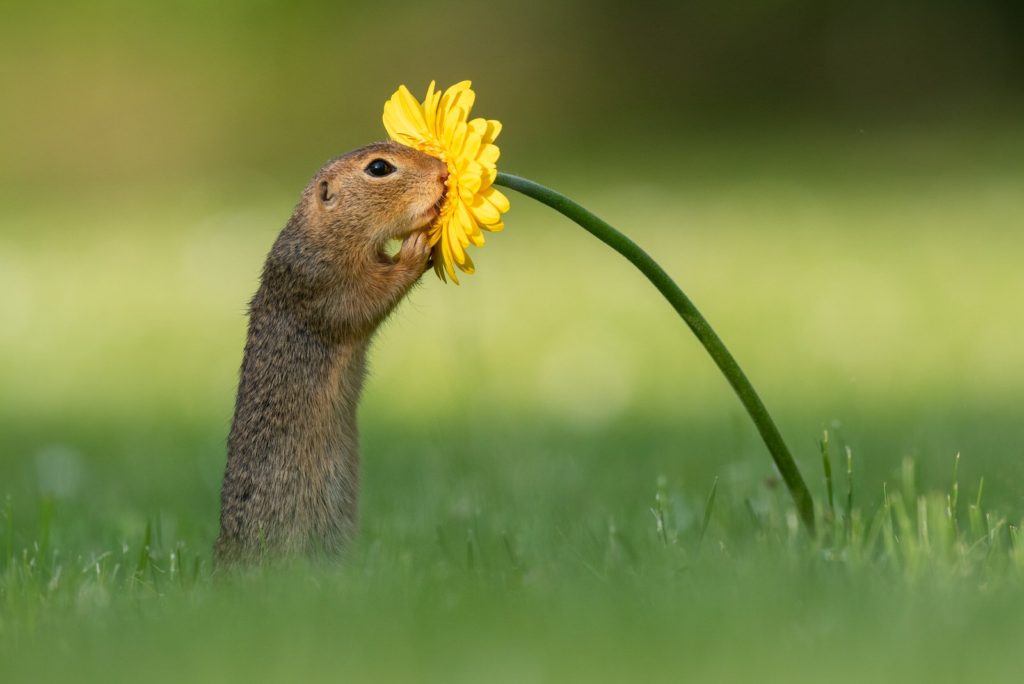 фотография суслика